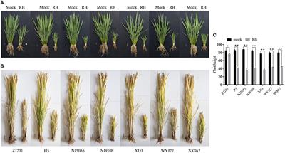 Yield components affected by rice black-streaked dwarf virus disease in rice cultivars with different resistance levels